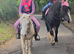 Gelding 12hh