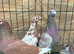 Pigeons for sale