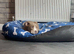 Staffy