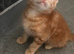 Kittens for rehome