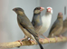 Java finches
