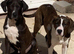 bully kutta x