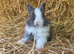Baby Lionhead Doe for reserving
