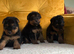 Beautiful top puppies
