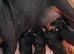 KC registered Rottweiler puppies