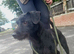 Patterdale Terrier