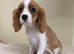 CAVALIER KING CHARLES PUPS KC REG READY NOW