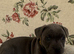 Puppy staff