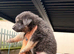 German Shepard puppies long haired