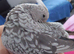 Hand reread hand tame female cockatiel