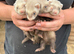 Half micro ferrets kits for rehoming