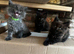 Stunning full Maine Coon Kittens&rsquo;s