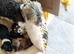 Chorkie puppies