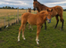 Sports horse colt foal to make 15.3hh