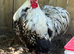 Silve laced orpington chicks 3 days old pic of parents on ad