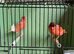 Red factor canaries