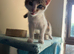 Beautiful female kitten with toys, litter and cat carrier ready for a forever home
