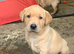 Gorgeous Home bred Chunky Labrador puppies