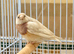 female goldian finch