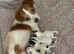 3/4jackrussel1/4chiuhaha