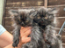 Persian kittens for sale