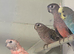 Young Kakariki