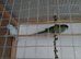 Sierra Parrot and Parrotlet Pair With Cage