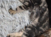 2 gorgeous kittens
