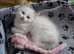 RAGDOLLS BICOLOUR BOY GIRL BLUE EYES