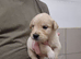 KC Registered Golden Retrievers- DNA Health Tested