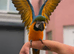 Blue and Gold Macaw
