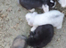 mini lops .. middlesbrough