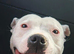 3yo Female Staffy