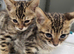 Stunning bengal kittens