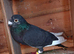 Spainish pigeons for sale