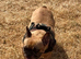 KC Registered French Bulldog female