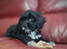We have 4 very cute F2 Cockapoo’s puppies for sale