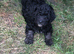 Purebred mini poodles ready for their forever homes