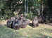 Exhibition / Show Black Orpington Large Fowl Chickens
