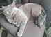 British Blue shorthair stud