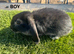 Mini Lop Kits