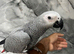 Baby Handreared Friendly Super Tame Cuddly Male African Grey Parrot,14