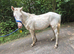 Cremello Gelding for sale