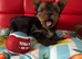 Tea cup Yorkshire Terrier boys