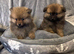 Beautiful teddy bear Pomeranian puppy's