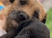 Border Terrier X Miniature Poodle puppies