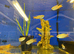 Paradise Fish (Macropodus opercularis)