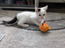 Poppy white kitten