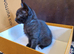Beautiful Black Siamese-Type Cross Kittens – Ready Now