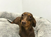Miniature dachshund girl